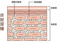 朵嘉浓的护肤品真的能修复好皮肤