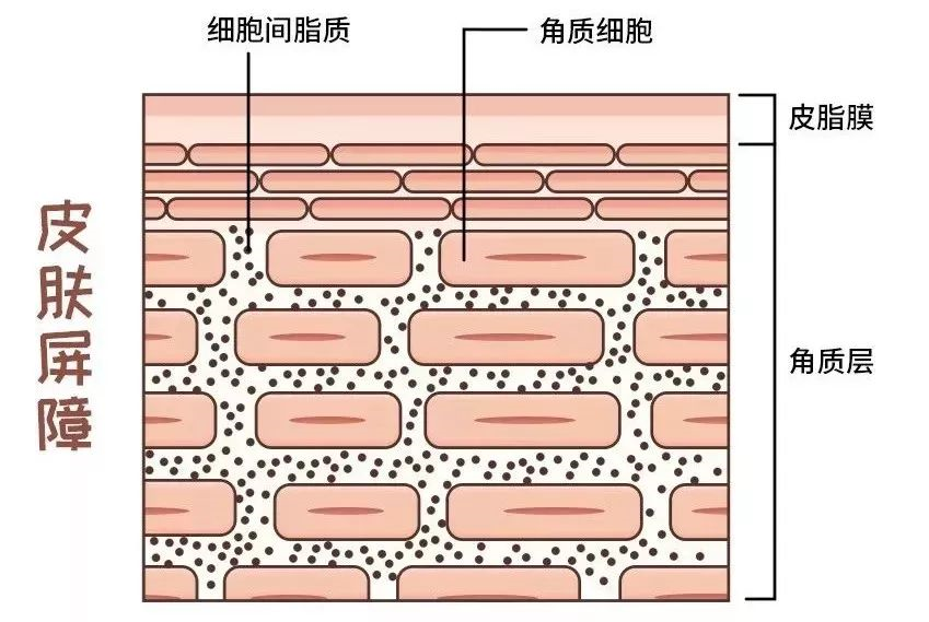 皮肤屏障1.png